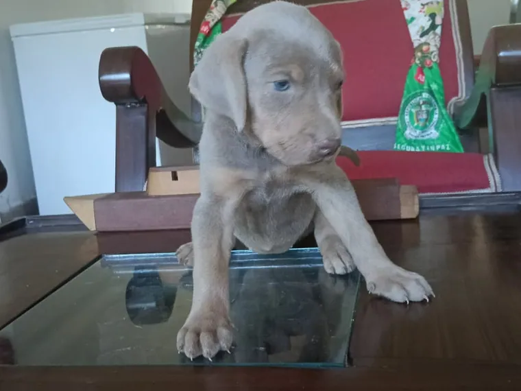 Weimaraner de raza pura — Mascooriente