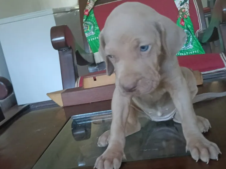 Weimaraner de raza pura — Mascooriente