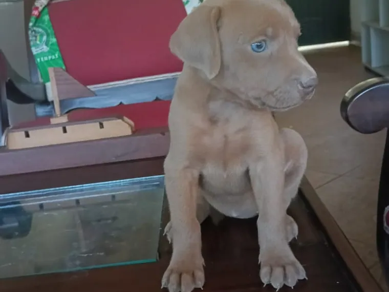 Weimaraner de raza pura — Mascooriente