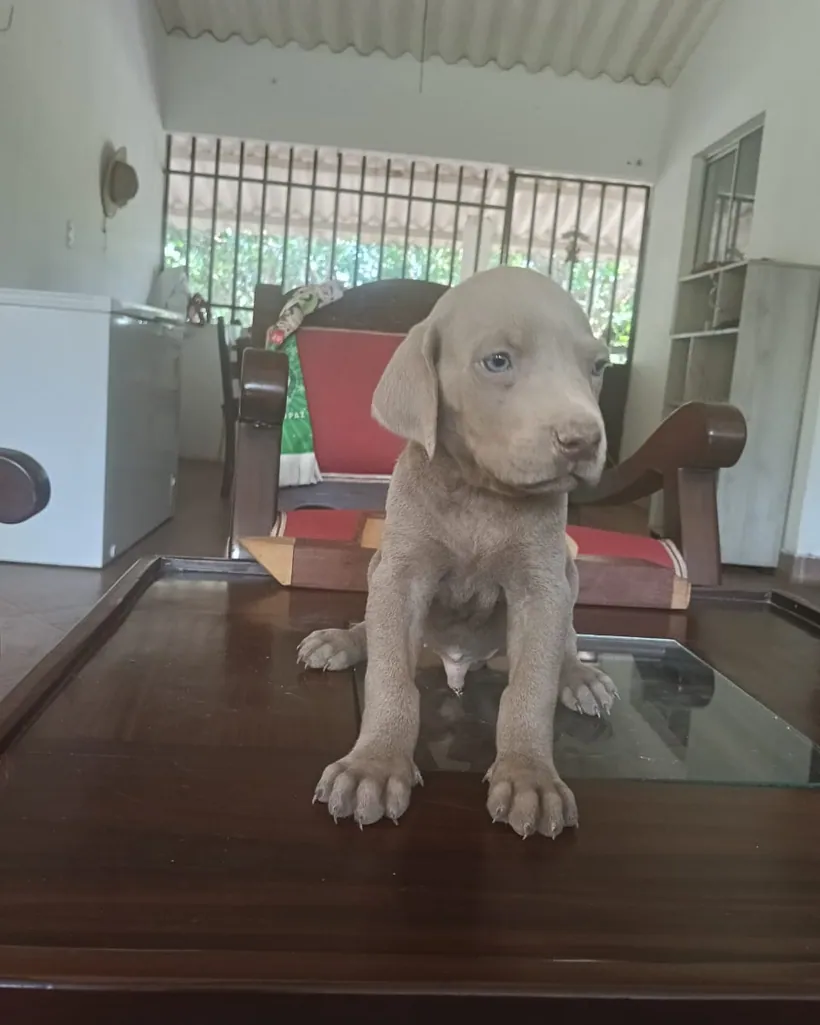 Weimaraner de raza pura — Mascooriente