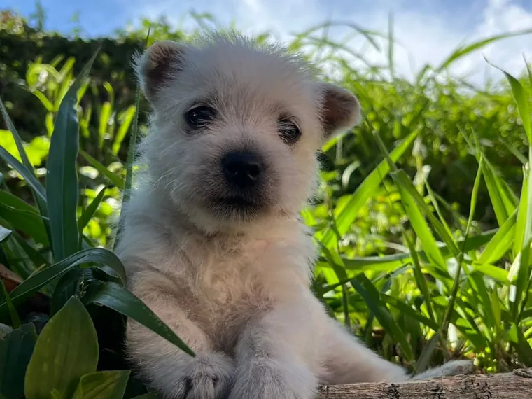 West Highland White (Westy) de raza pura en casa — Mascooriente