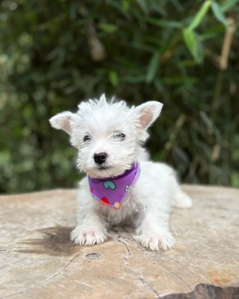 West Highland White (Westy) de raza pura — Mascooriente