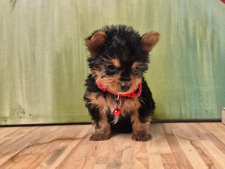 Yorkshire Terrier — carácter y personalidad
