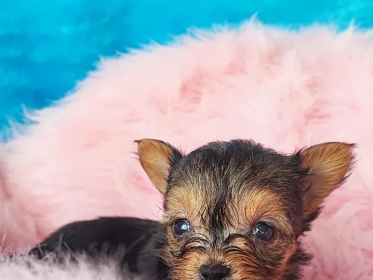 Yorkshire Terrier — cuidados