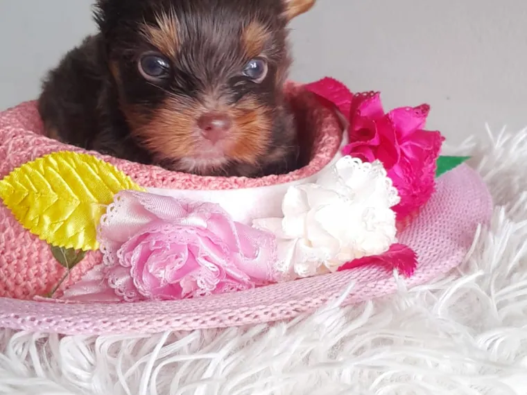 Yorkshire Terrier de raza pura en casa — Mascooriente