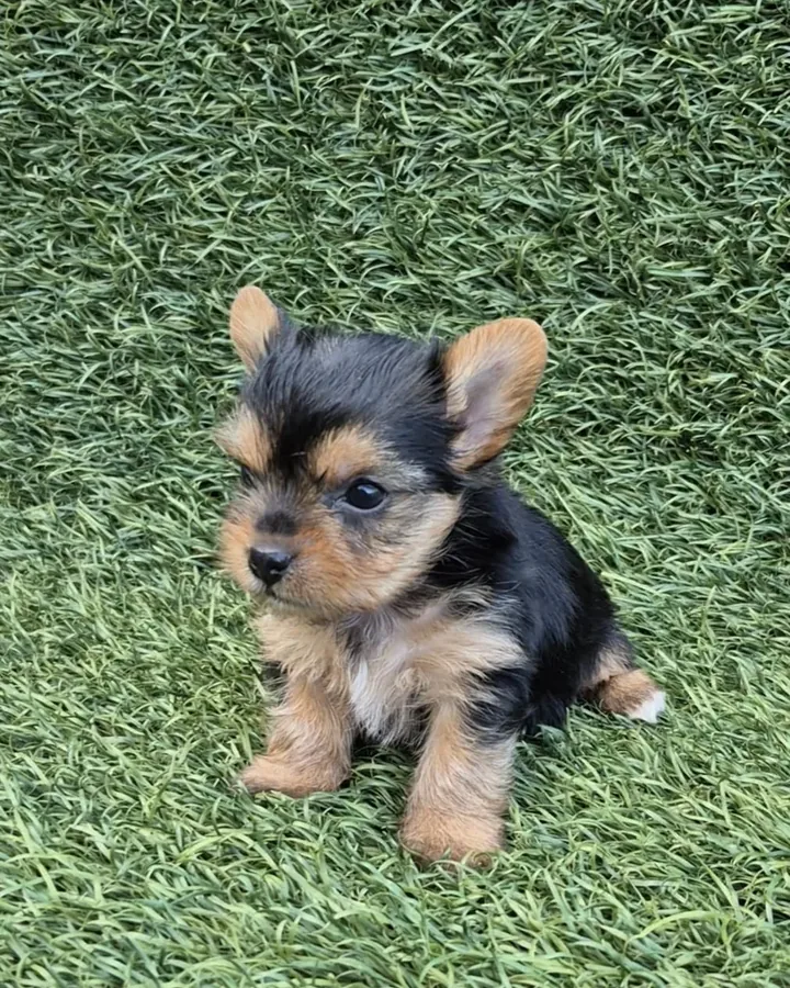 Yorkshire Terrier de raza pura — Mascooriente