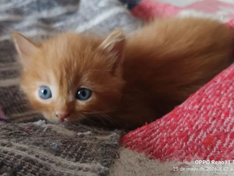 Gatito Angora Turco de pelaje crema sobre manta suave