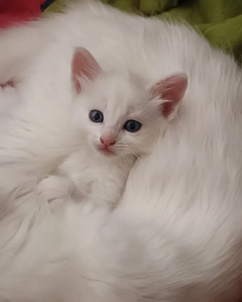 Angora Turco de raza pura — Mascooriente