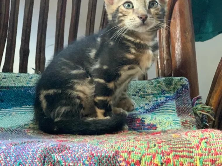 Bengalí — cuidados