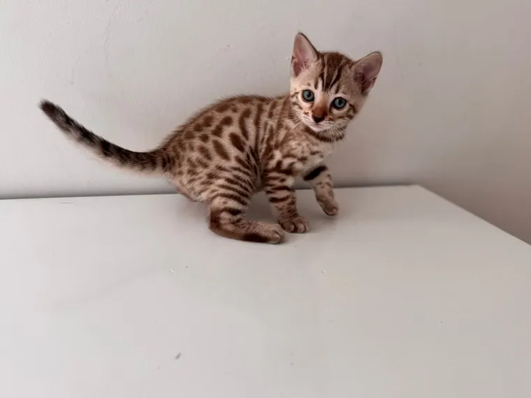 Bengalí de raza pura — Mascooriente