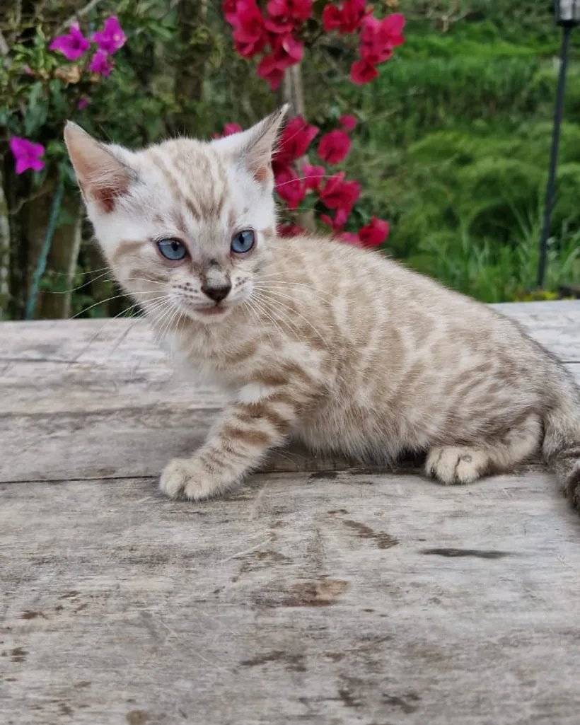 Bengalí