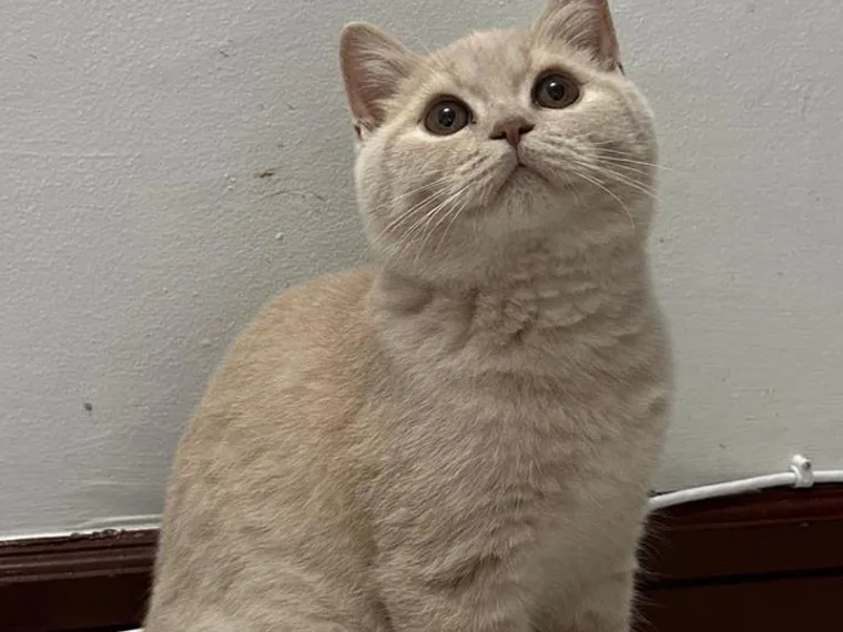 British Shorthair — carácter y personalidad