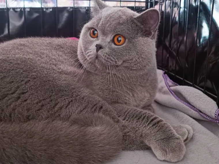 British Shorthair — cuidados