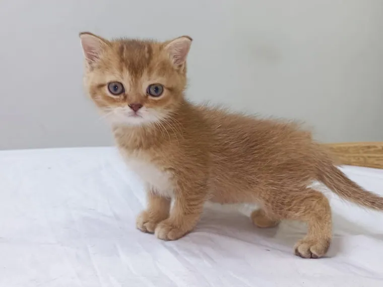 British Shorthair de raza pura en casa — Mascooriente