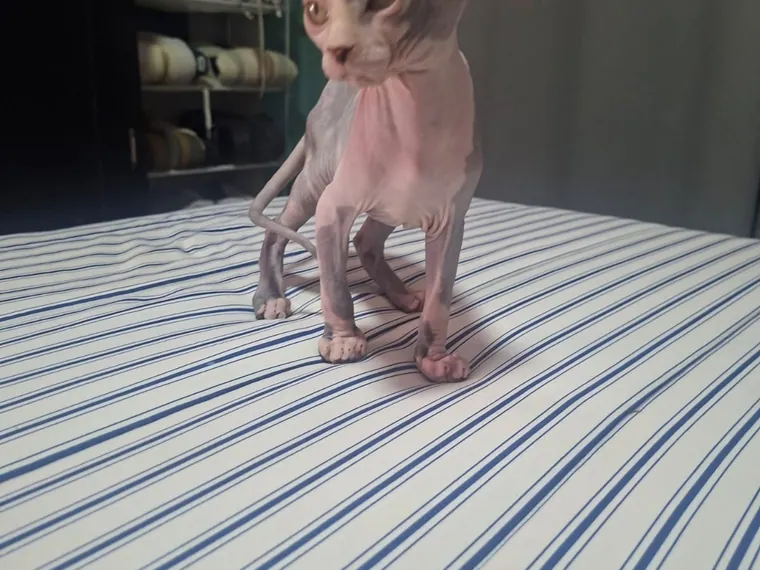 Esfinge (Sphynx) — cuidados