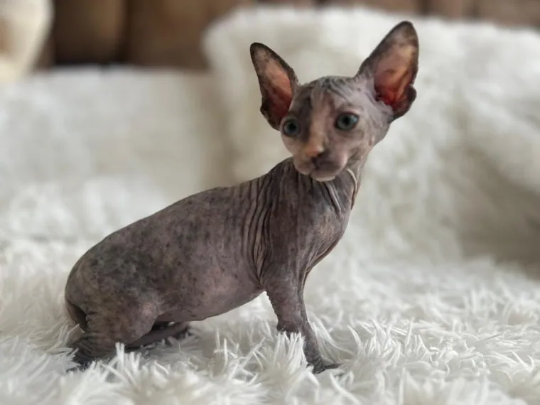 Esfinge (Sphynx) de raza pura en casa — Mascooriente