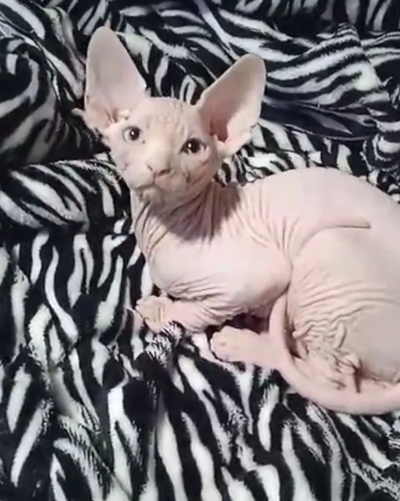 Esfinge (Sphynx)