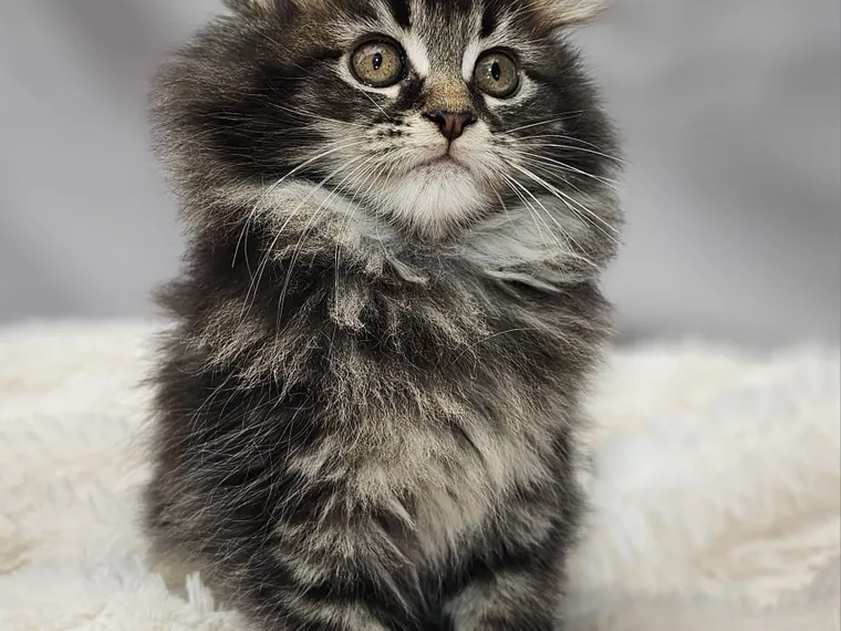 Maine Coon — carácter y personalidad