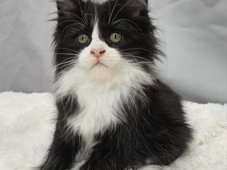 Maine Coon — cuidados