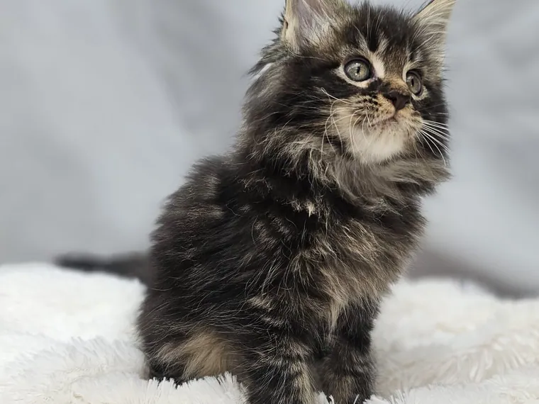 Maine Coon de raza pura en casa — Mascooriente