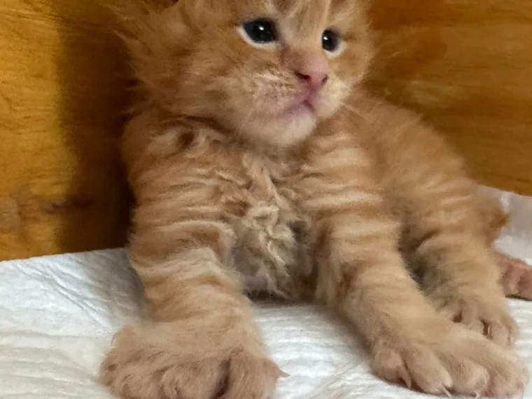 Maine Coon de raza pura — Mascooriente
