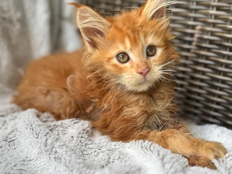 Maine Coon de raza pura — Mascooriente