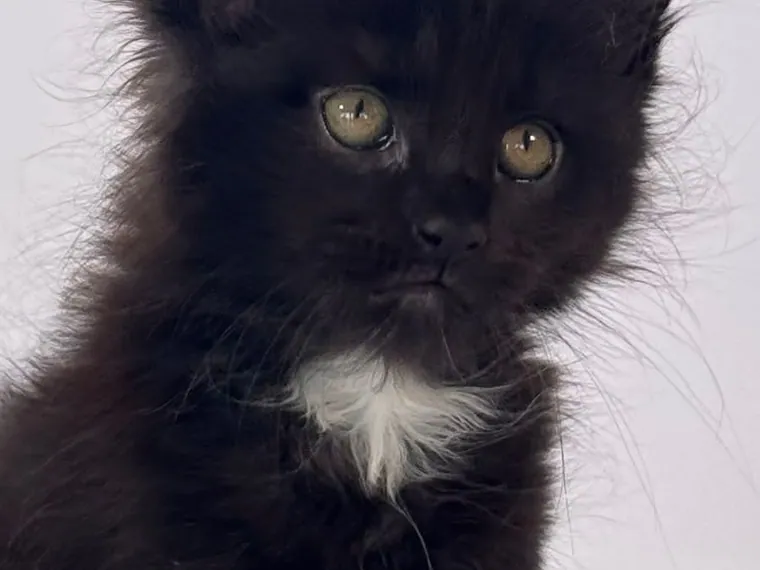Maine Coon de raza pura — Mascooriente