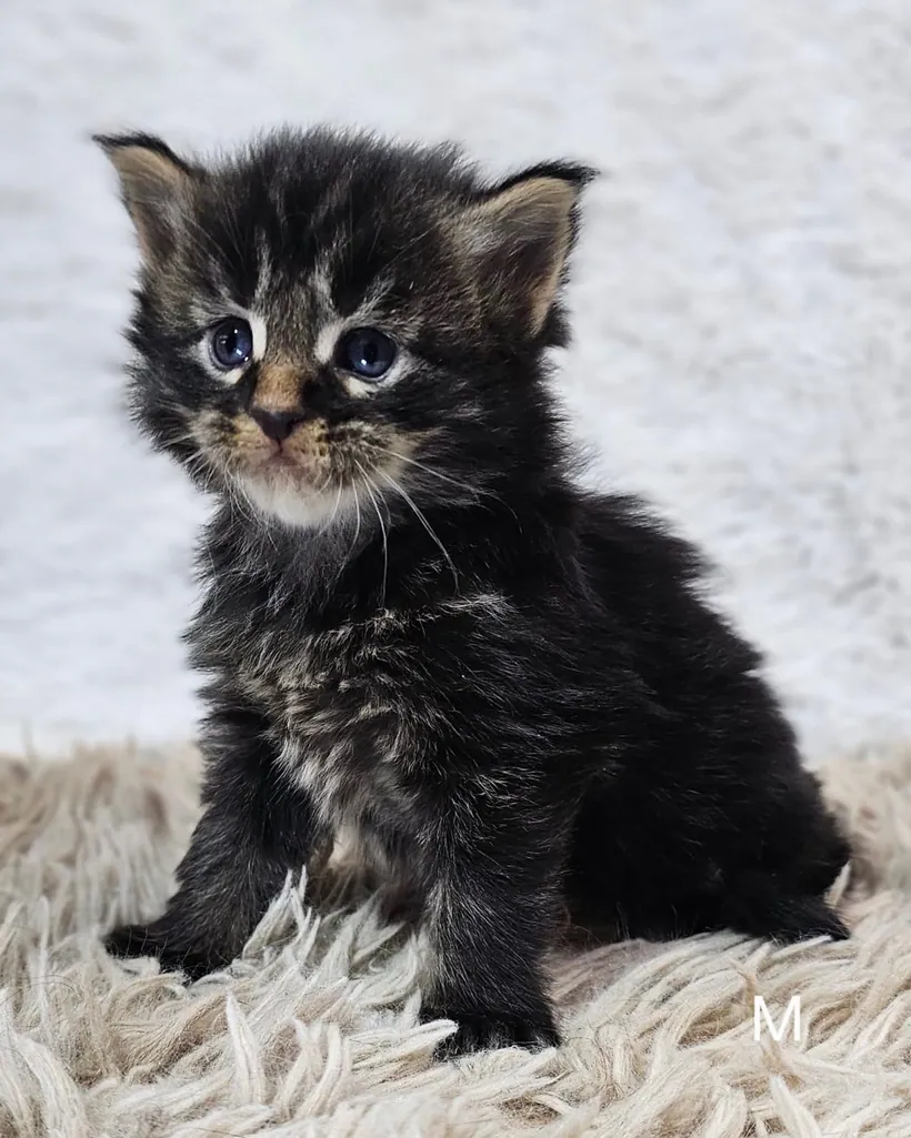 Maine Coon
