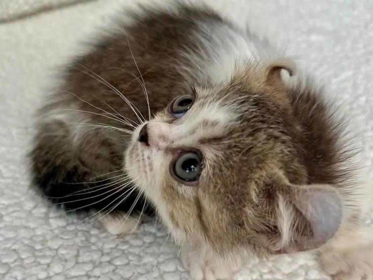 Munchkin de raza pura en casa — Mascooriente