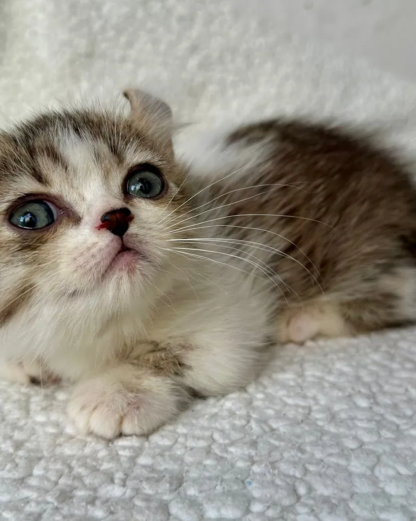Munchkin