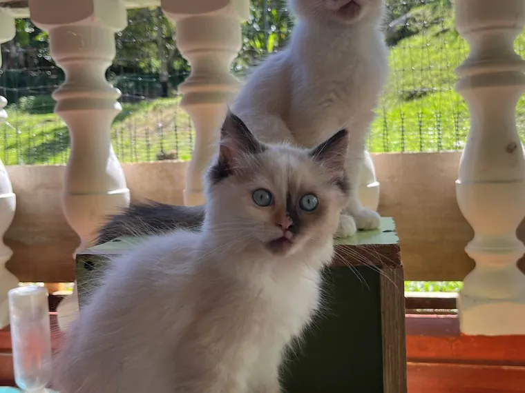 Ragdoll — carácter y personalidad