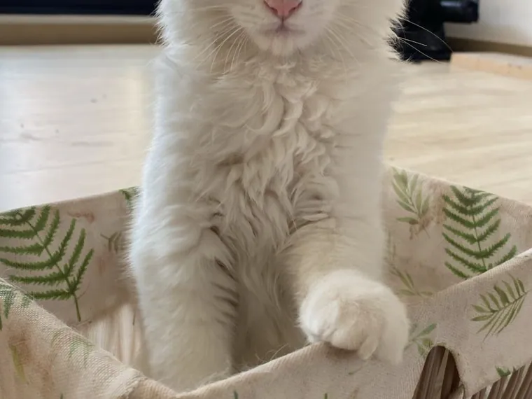 Ragdoll — cuidados