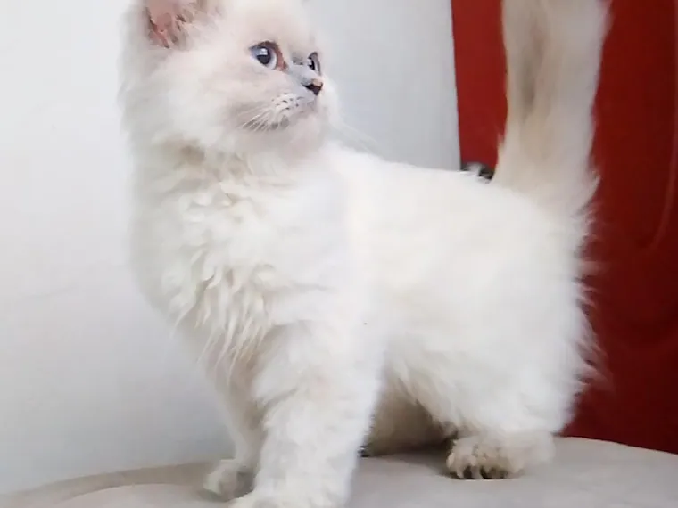 Ragdoll de raza pura en casa — Mascooriente