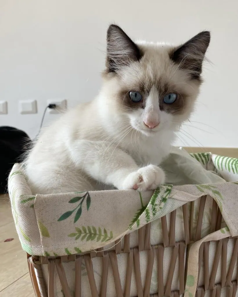 Ragdoll