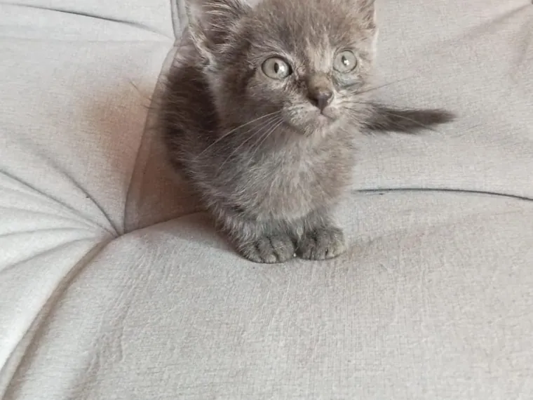 Ruso Azul de raza pura en casa — Mascooriente