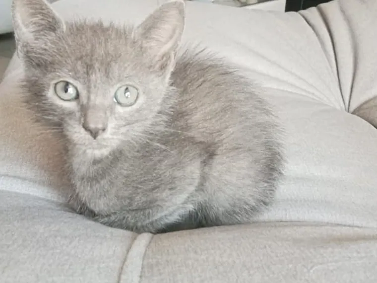 Ruso Azul de raza pura — Mascooriente