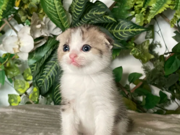 Scottish Fold — carácter y personalidad
