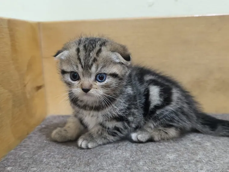 Scottish Fold — cuidados