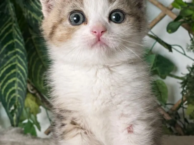 Scottish Fold de raza pura en casa — Mascooriente