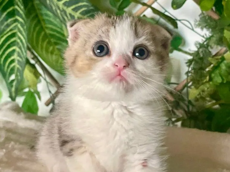 Scottish Fold de raza pura — Mascooriente