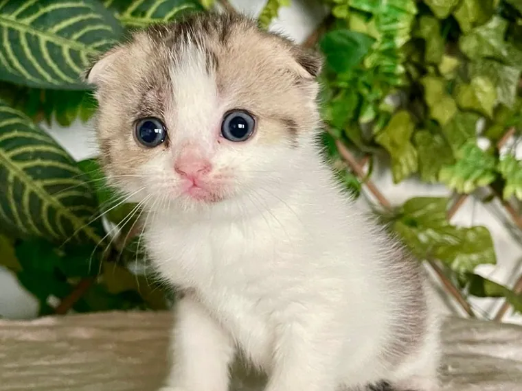 Scottish Fold de raza pura — Mascooriente
