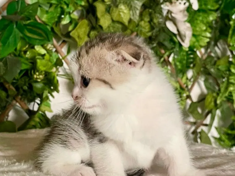 Scottish Fold de raza pura — Mascooriente