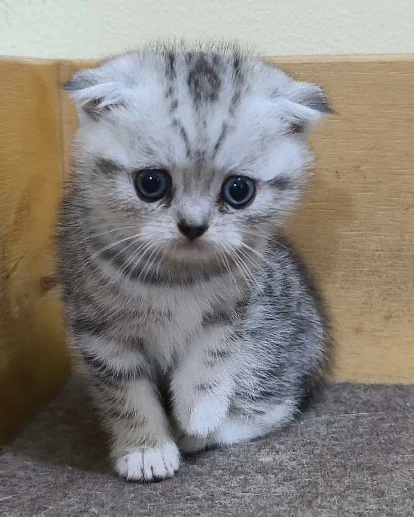 Scottish Fold de raza pura — Mascooriente