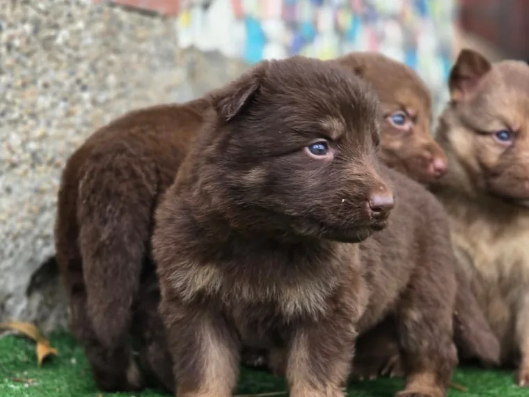 Cachorro Pastor Alemán chocolate de raza pura de Mascooriente
