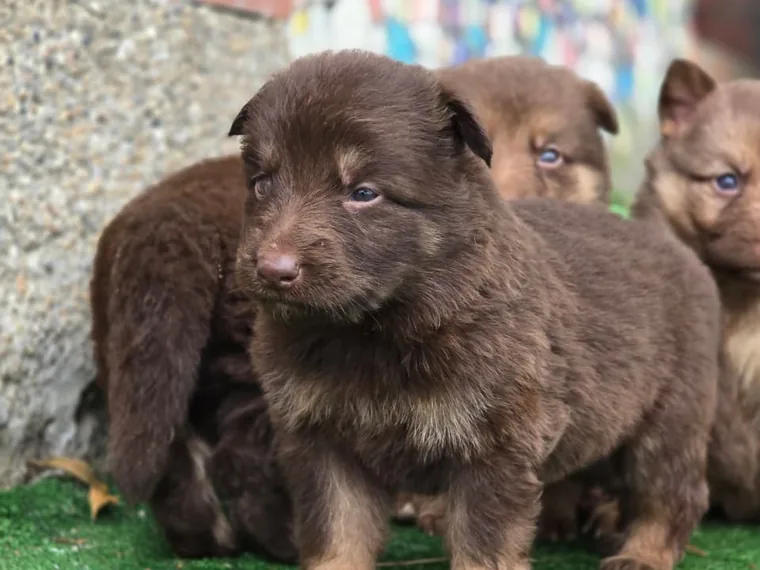 Cachorro Pastor Alemán chocolate de raza pura de Mascooriente