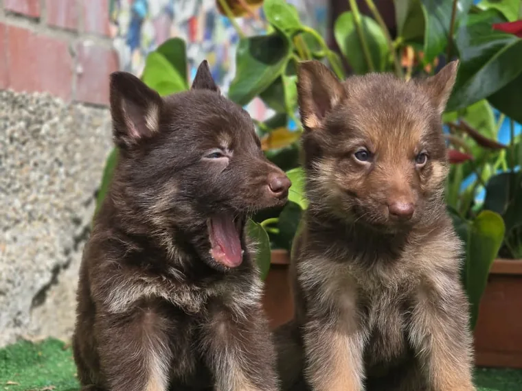 Cachorros Pastor Alemán chocolate de raza pura de Mascooriente