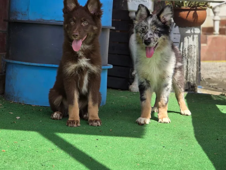 Cachorros Pastor Alemán chocolate y blue merle de raza pura de Mascooriente