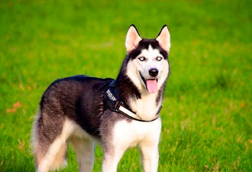 Lobo Siberiano | Mascooriente