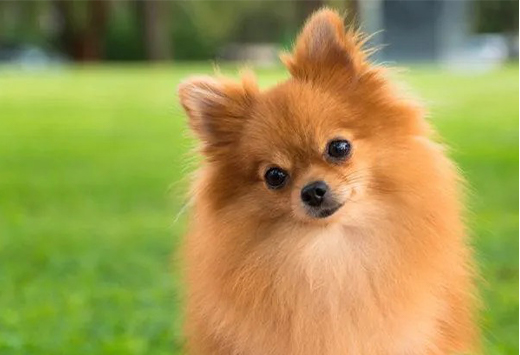 Pomerania Cara de Zorro Mascooriente