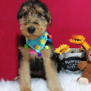 Airedale